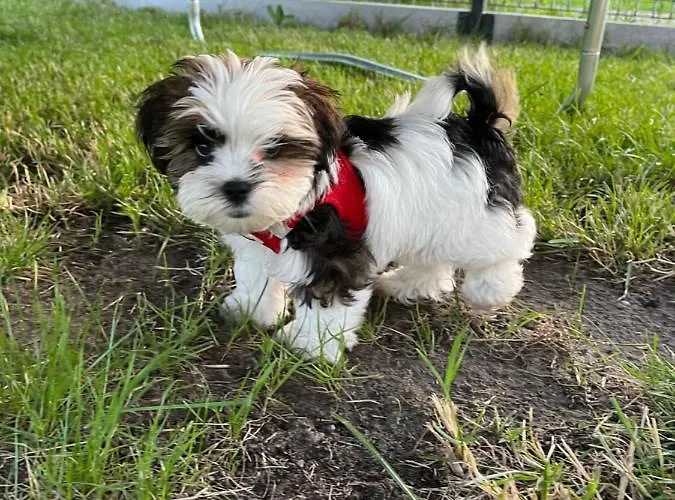Üdülőközpont U Tosiek Stegna